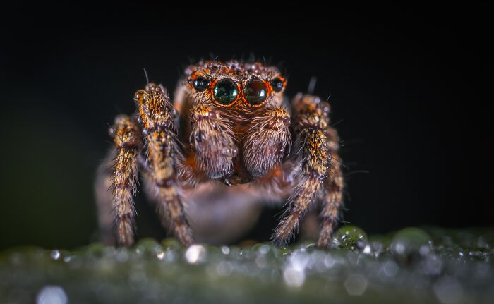 Cute spider looking