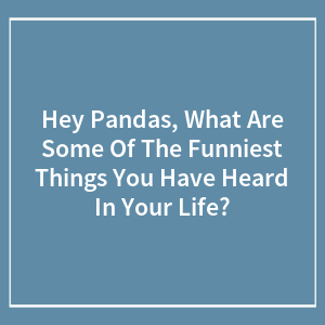 Hey Pandas, What Are Some Of The Funniest Things You Have Heard In Your Life? (Closed)