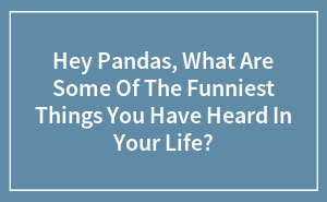 Hey Pandas, What Are Some Of The Funniest Things You Have Heard In Your Life? (Closed)