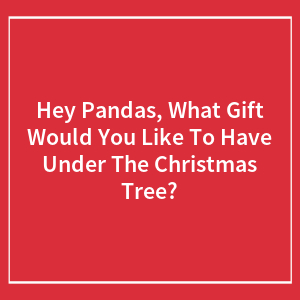 Hey Pandas, What Gift Would You Like To Have Under The Christmas Tree?