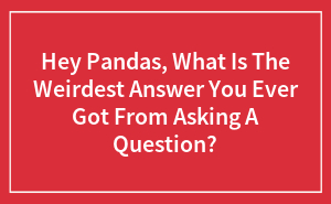 Hey Pandas, What Is The Weirdest Answer You Ever Got From Asking A Question?
