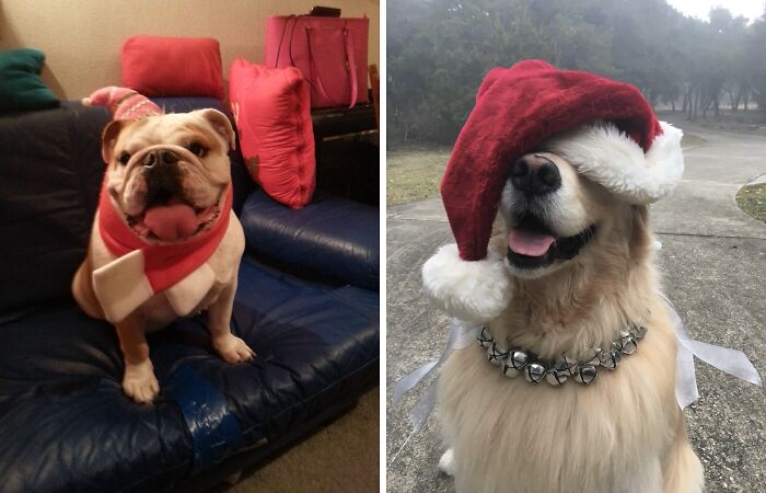 Hey Pandas, Post Adorable Holiday-Themed Pet Photos (Closed)