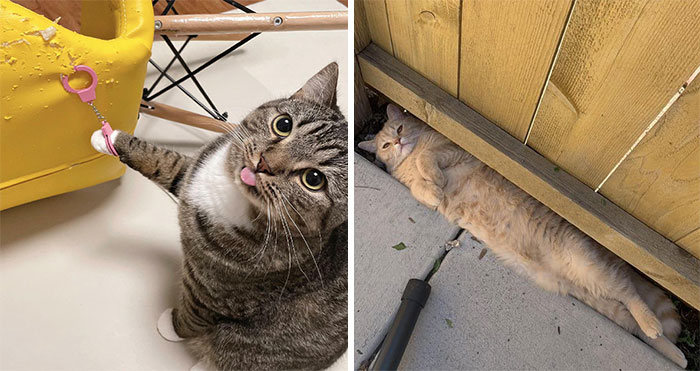 42 Gatos actuando tan raro que no sabemos si están rotos o son así (nuevas fotos)