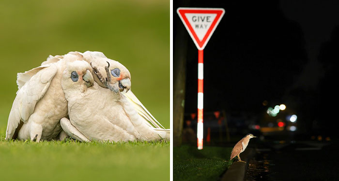 BirdLife Australia Photography Awards Has Announced The Winners And Finalists Of Its 2023 Contest (30 Pics)