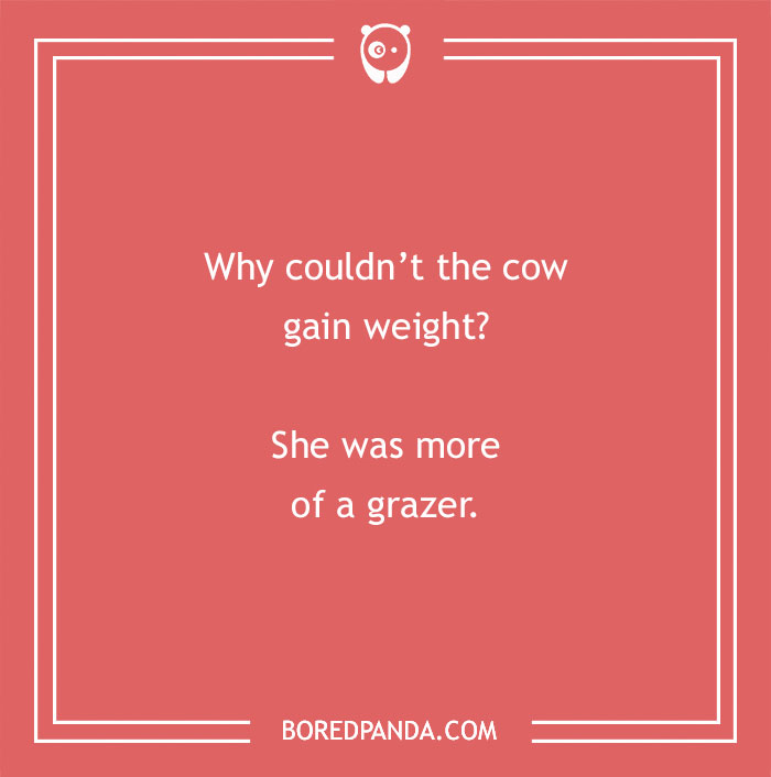 Cow pun joke on a red background asking why the cow couldn’t gain weight and answering she was more of a grazer.