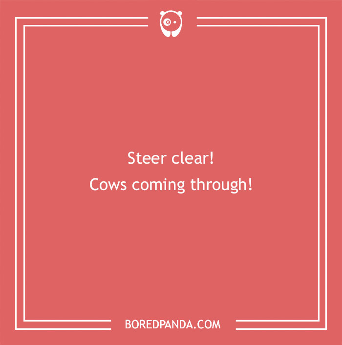 Red background with a cow pun text saying steer clear cows coming through, highlighting cow puns and humor.