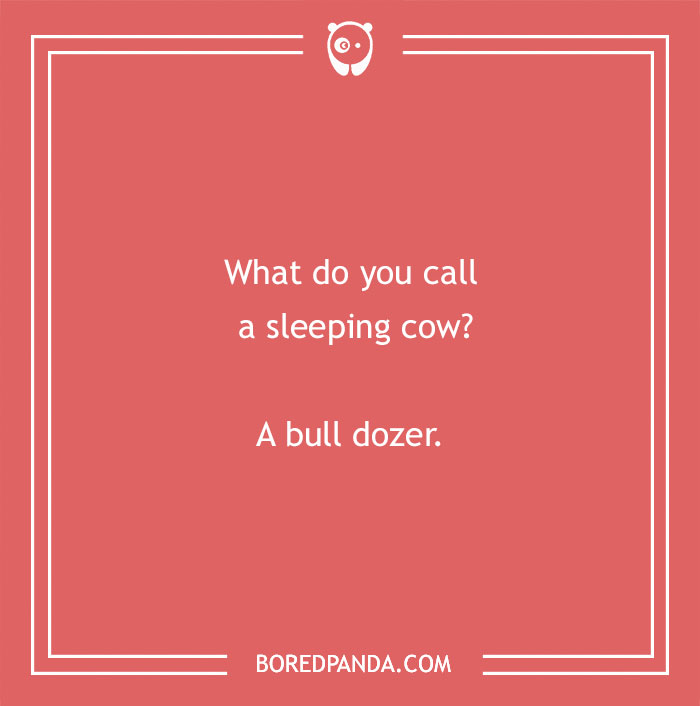 Cow pun joke on a red background asking what you call a sleeping cow with the answer a bull dozer.