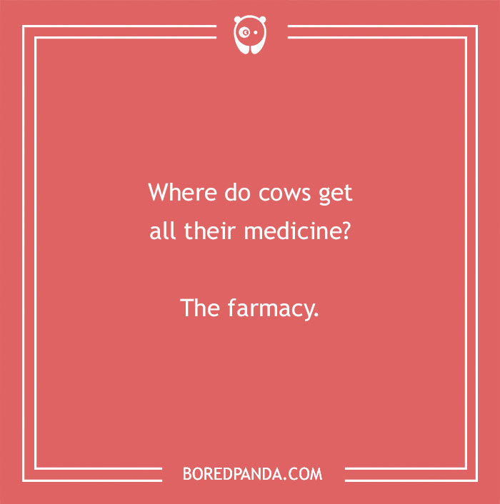 Cow pun joke on a red background asking where cows get medicine with the punchline the farmacy.