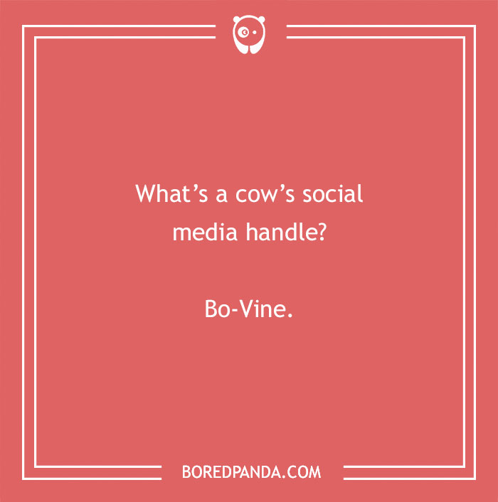 Cow pun joke asking about a cow’s social media handle with the answer Bo-Vine on a red background.