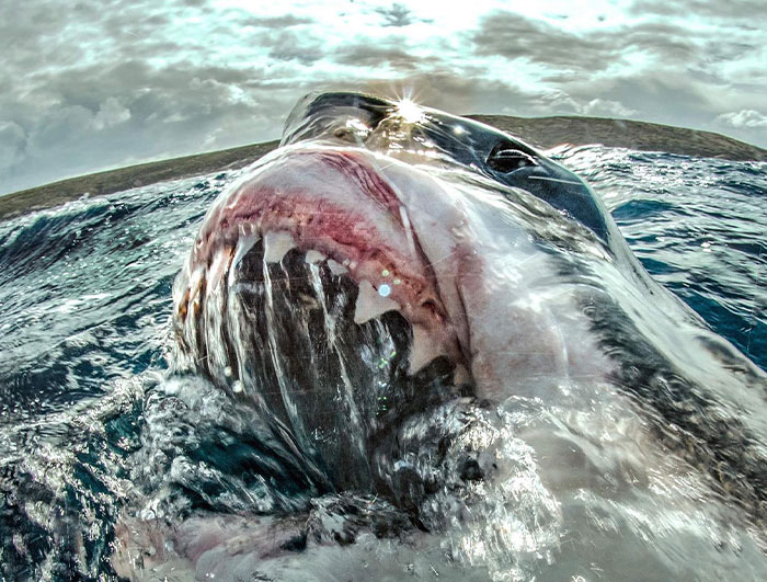 35 ‘Horror Stories’ From People Who Have Seen Things In The Ocean They Wish They Could Forget