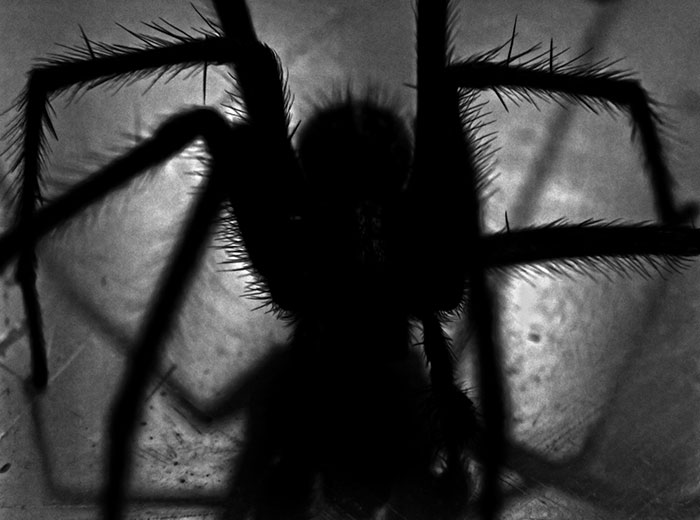 Zoom-in photo of black spider