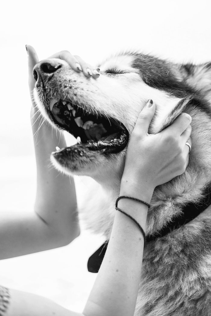 Person petting black and white siberian husky