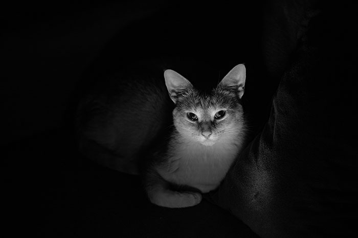 Black and white photo of a cat