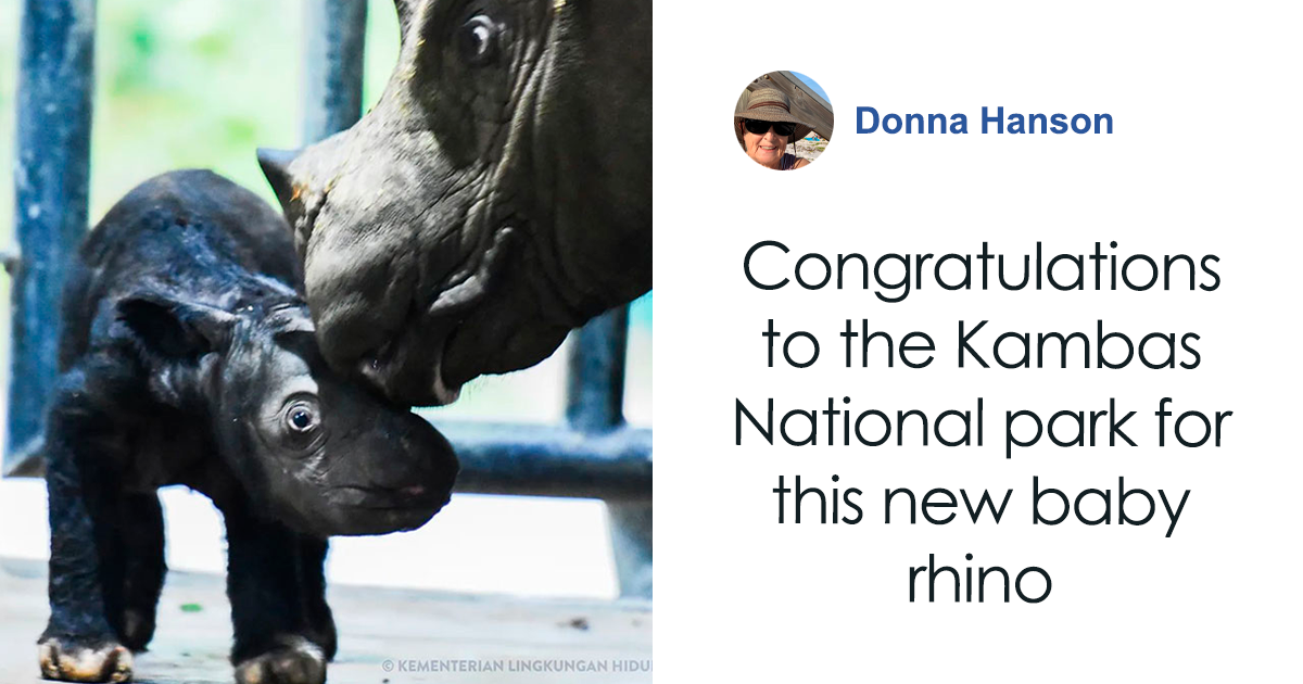 Critically Endangered Sumatran Rhino Welcomes First Baby Calf: A Milestone Moment