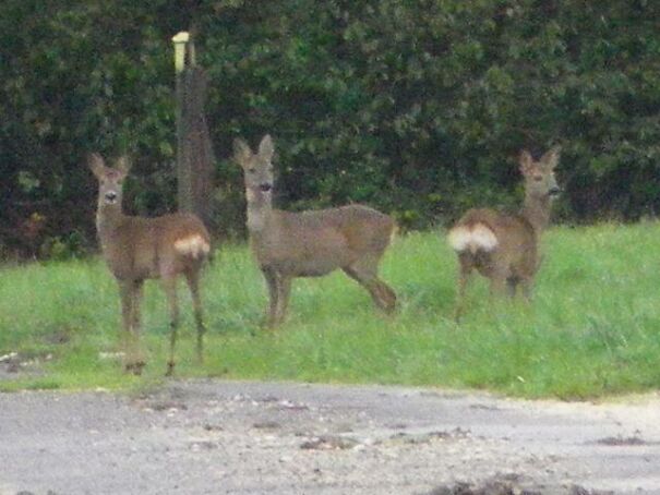deers-654ddea654e6b.jpg