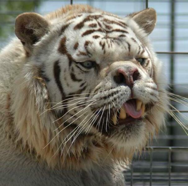 deformed-white-tiger-65437015a64a4.jpg