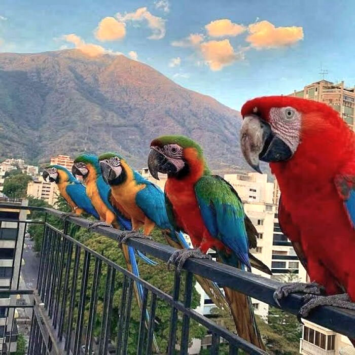 Wild Macaws Frequently Visit Balconies In Caracas