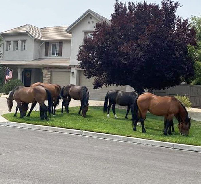 Wild Horses In My Neighbor's Yard This Morning (NV)