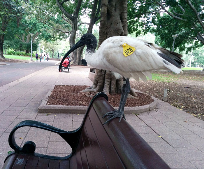 On January 1st Of This Year, I Photographed A Rather Bold Australian White Ibis In Sydney, New South Wales, Australia