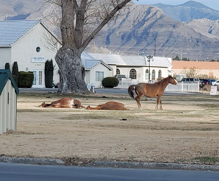 Wild Horses In The Town Center Where I Live, Nevada