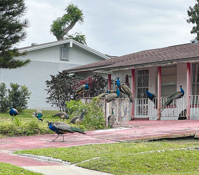 This House Is Surrounded By Dozens Of Wild Peacocks