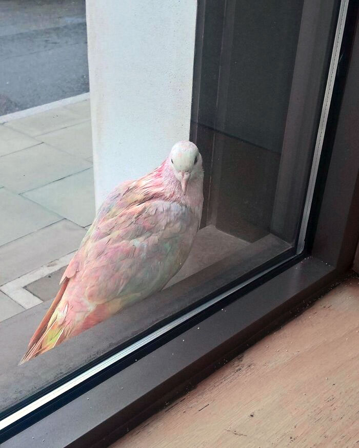 Girlfriend Saw A Rainbow Pigeon In London Today