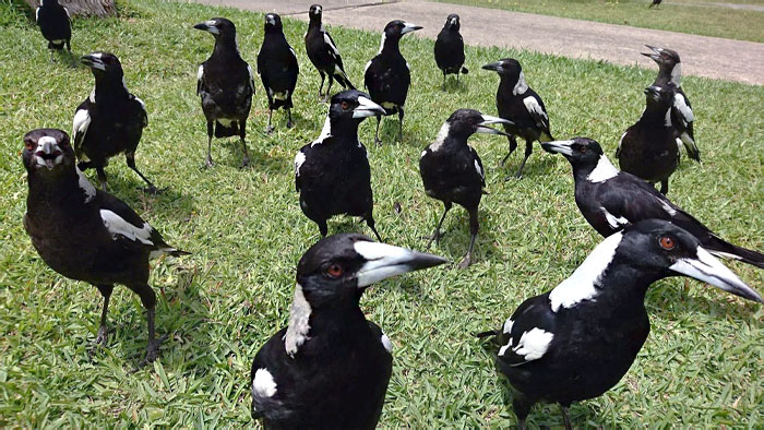 Bird Of The Year: Magpie (Australia)