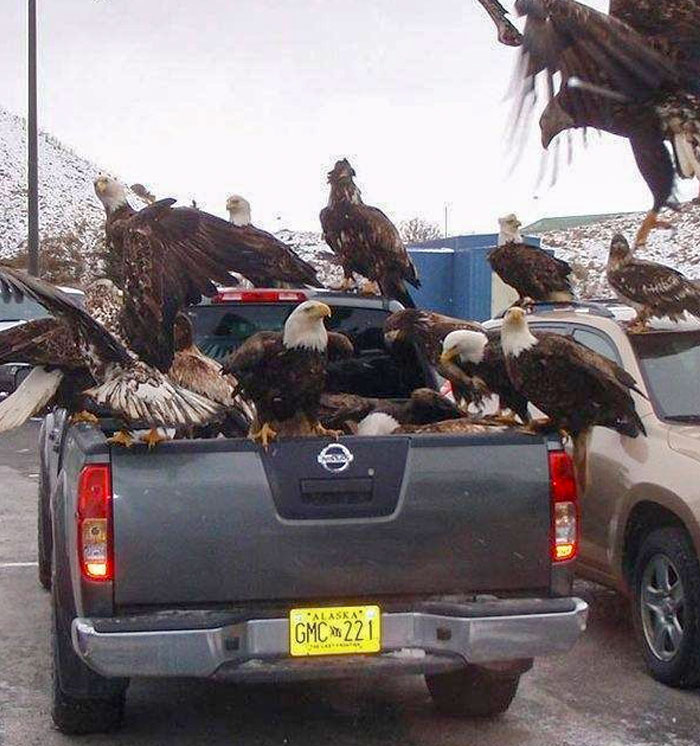 Eagles Are Like Pigeons In Alaska