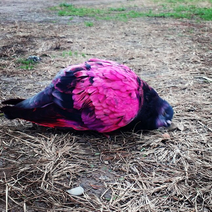 This Pink Pigeon In Valencia