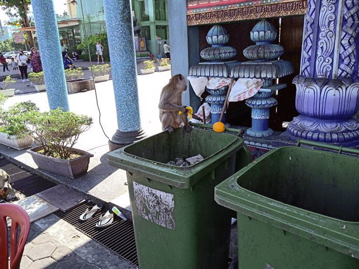 Monkey Picked Left Over Junk Food While Ignoring Orange