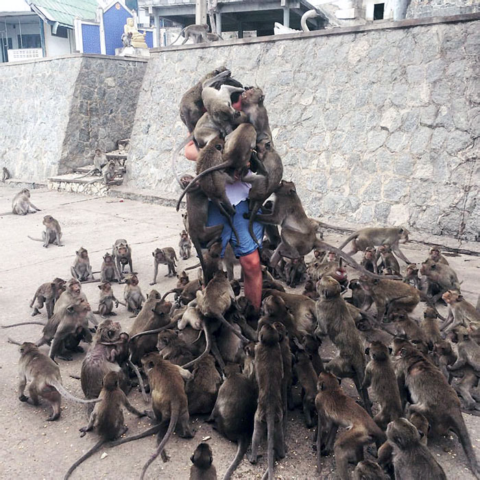When You Don't Read The "Don't Feed The Monkeys" Sign (Thailand)