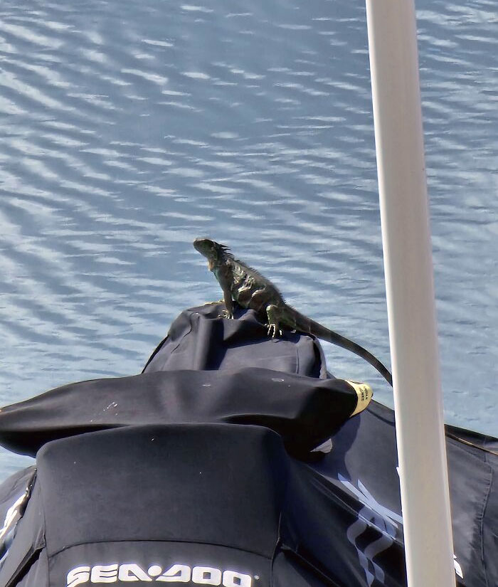 There's Currently An Iguana Basking On My Jet Ski