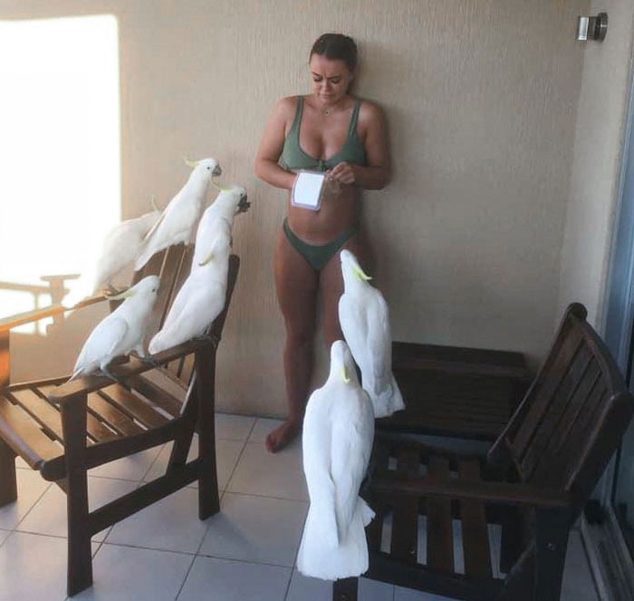 When You Think You’re A Disney Princess And Try To Feed The Birds But End Up Getting Bullied By A Flock Of Cockatoos