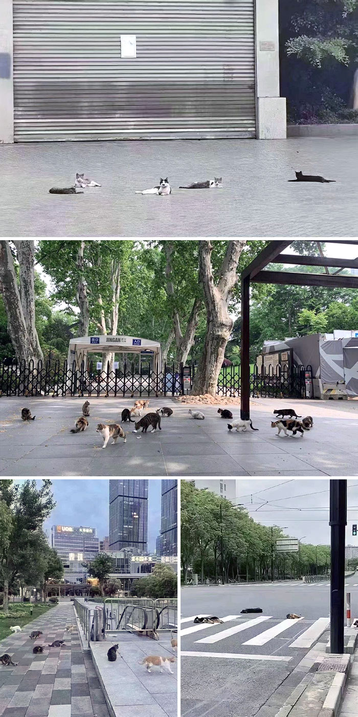 Shanghai: Void Of People, Streets Taken Over By Cats