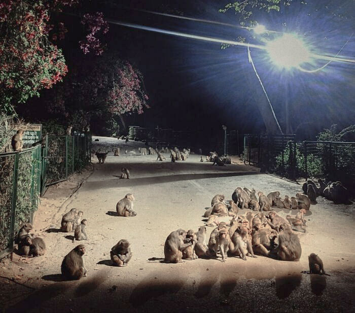 Kamla Nehru Ridge At Night. The Monkeys Became Kind Of Weird Post-Lockdown