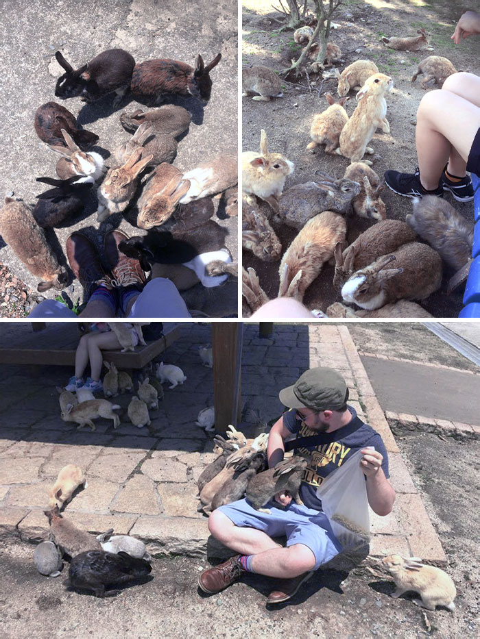I Recently Visited Okunoshima, The Bunny Island Of Japan. Wasn't Expecting This Many Rabbits