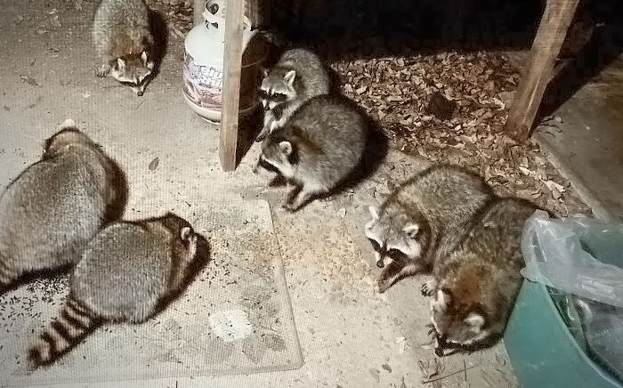 My Wife And I Just Bought Our First House And Found A Welcoming Committee In Our Backyard The Night After We Moved In