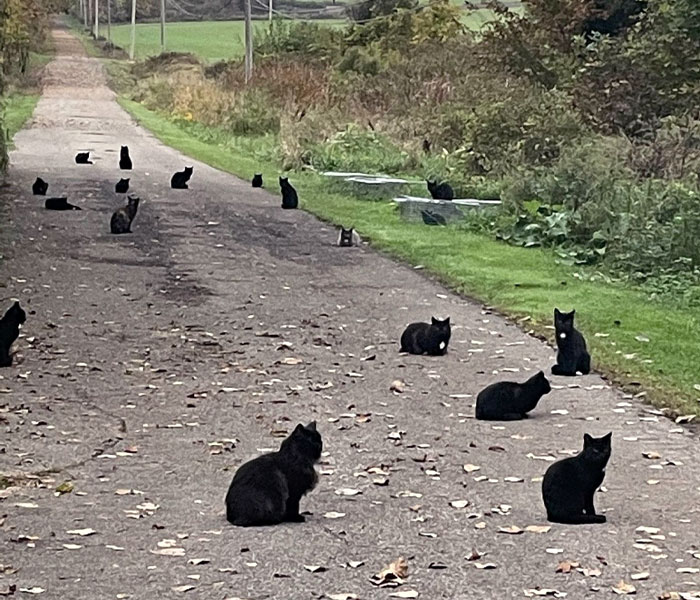 A Group Of Black Cats Out In The Wild