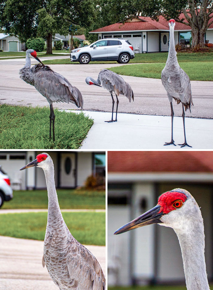Sandhill Cranes Showed Up In My Driveway, Port Saint Lucie, FL