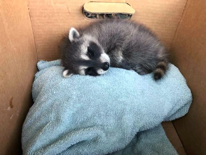 Friends Found A Baby Raccoon In Their Garage, They're In Contact With The Local Wildlife Rehabilitation Centre. Just A Cutie