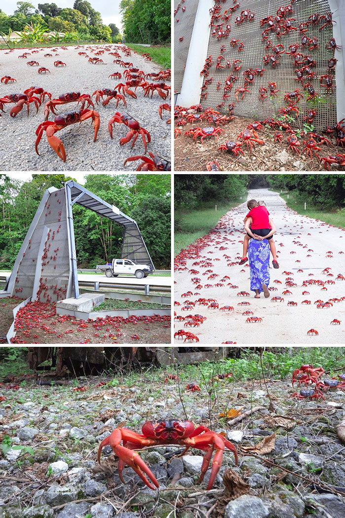 This Week On Christmas Island, 50 Million Crabs Are Scuttling To The Ocean