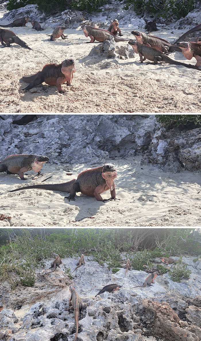 Iguanas On Exuma Beach In Nassau, Bahamas