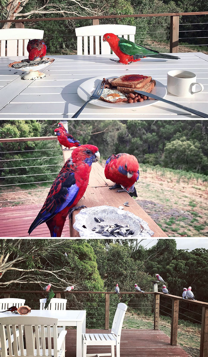 Beautiful Guests For Breakfast. Waratah Bay, Australia
