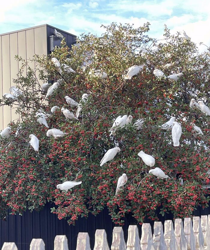 Tree Full Of Corellas. Took This Photo Just Down The Road From My Place, Northern Suburbs Of Melbourne
