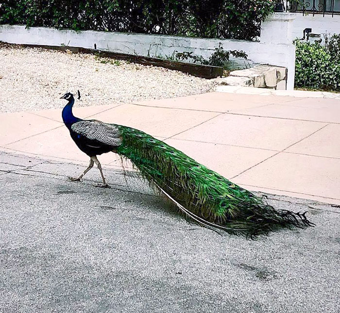 How Did Palos Verdes Become Home To So Many Peacocks?