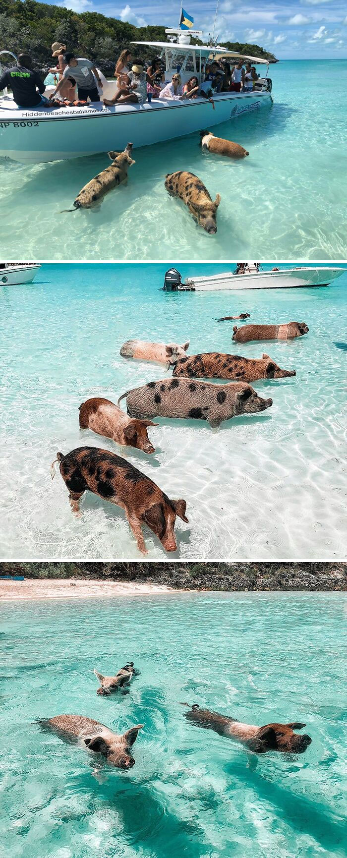 Swimming Pigs In The Bahamas
