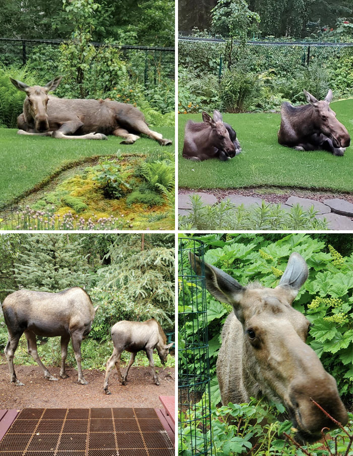 Moose Visited My Dad's Yard, Alaska