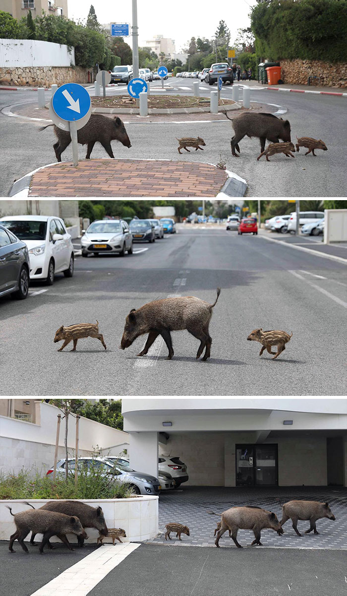 Family Of Wild Boars Roam The Streets Of The Carmel Neighborhoods In The Northern City Of Haifa, Israel
