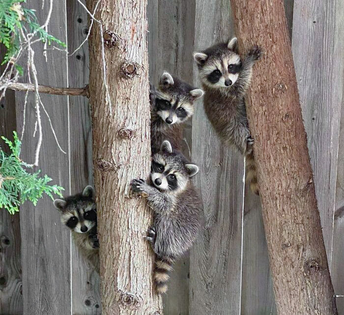 Family Of Raccoons In My Yard