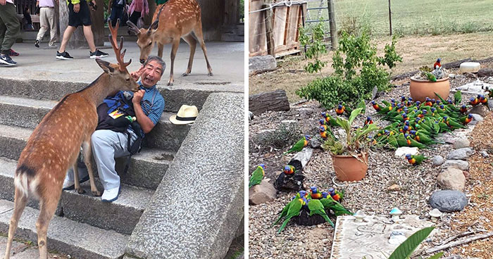 50 Amusing Pics That Show Different Countries Around The World Have Their Own Kinds Of “Pigeons”